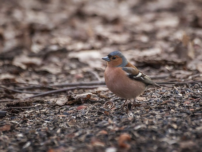 Птицы весной в Москве