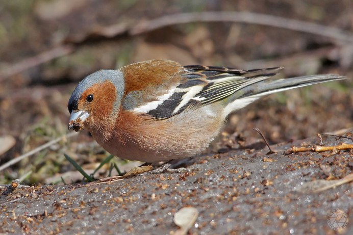 Зяблик (fringílla COÉLEBS)