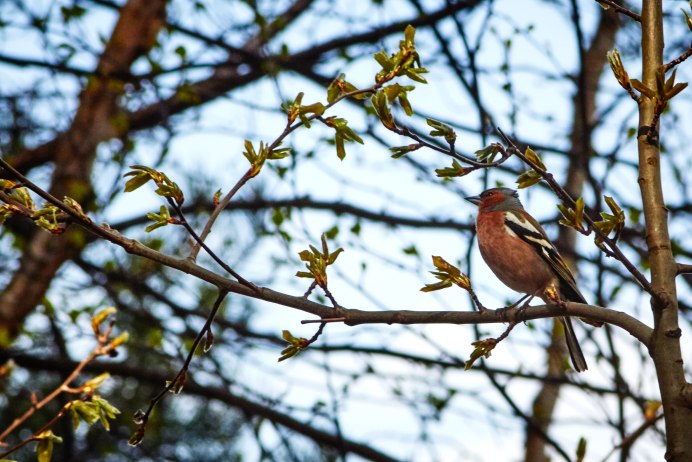 Зяблики прилетели лес ожил