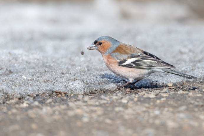 Зяблик зимующая птица