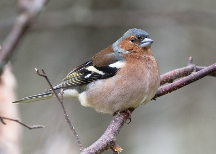 Зяблик фото пение