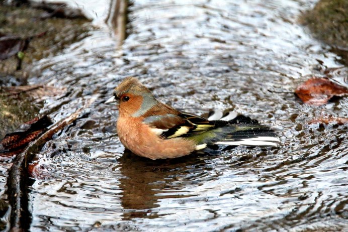 Зяблик птичка певчая
