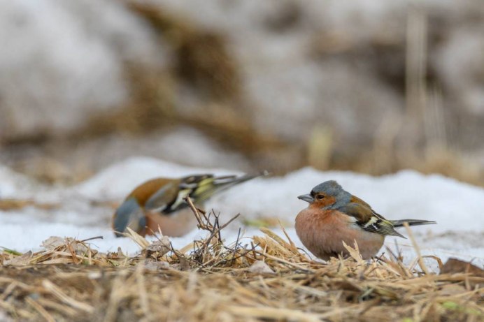 Скворец Зяблик