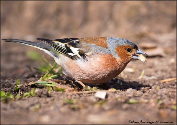 Зяблики Фрингилла Калининград