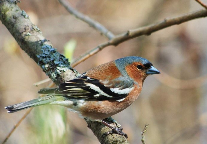 Птицы на высоком дереве