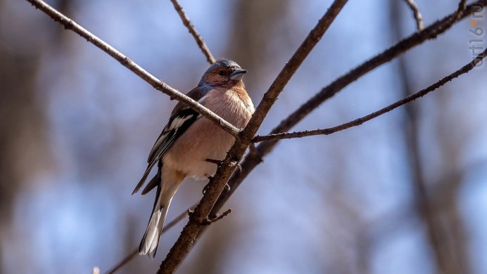 Гирканский Зяблик