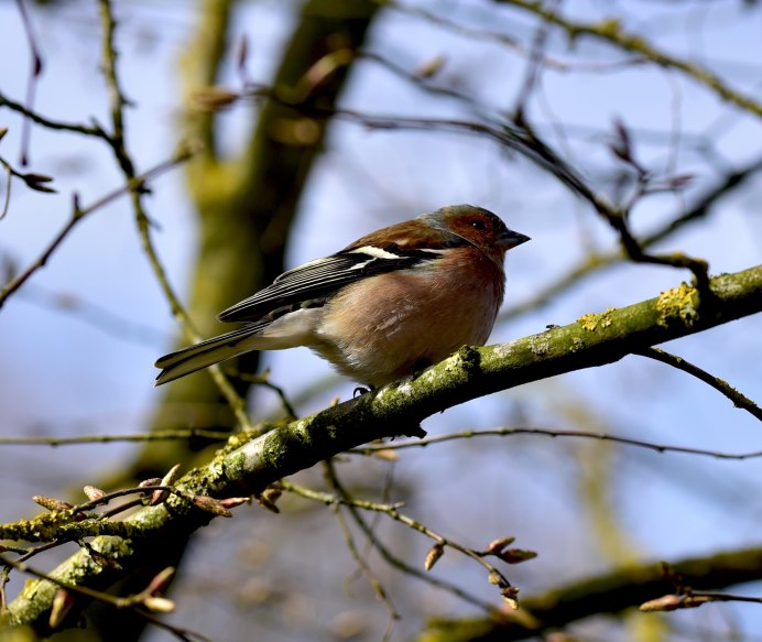 Птичка у ручья