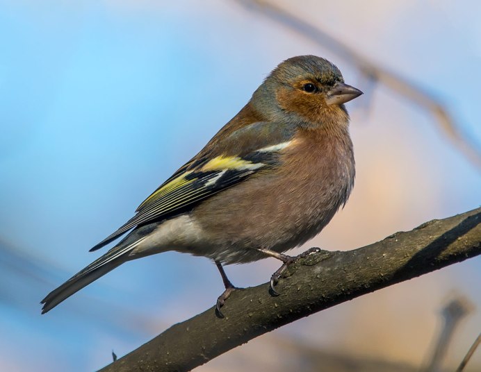 Фрингилла Зяблик