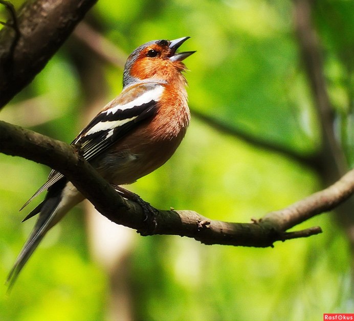 Вьюрковые Зяблик