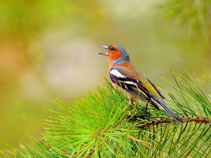 Зяблик Лесной