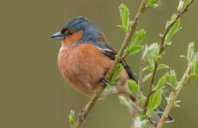 Зяблик Пермского края