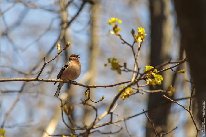 Птицы Ленинградской области Зяблик