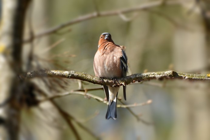 Маленький весенний певец птичка