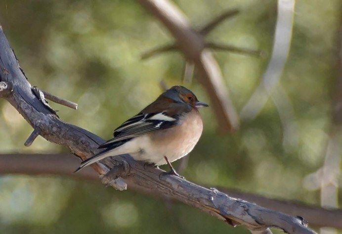 Птицы Карелии Зяблик