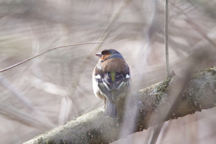 Птицы Ленинградской области Зяблик