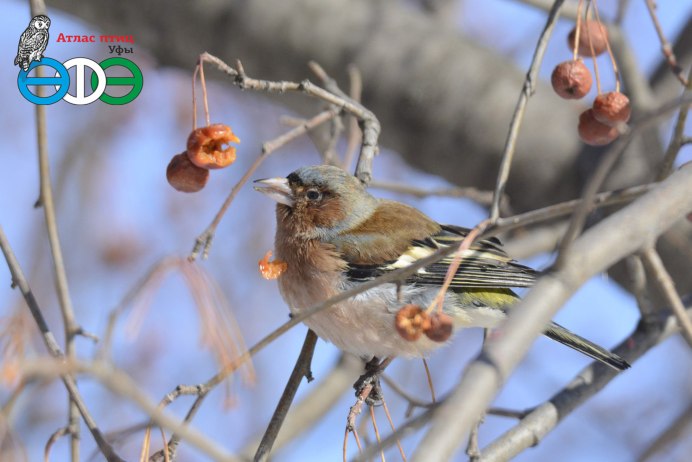 Маленькая птичка Зяблик