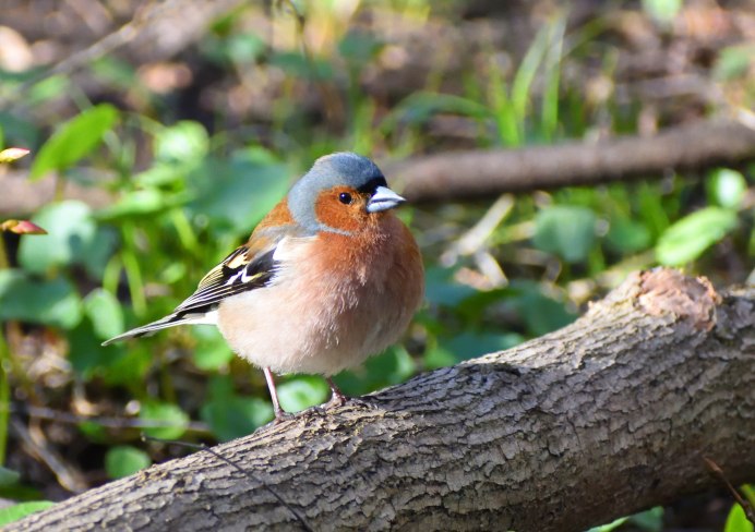 Птицы Подмосковья Зяблик