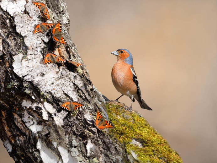 Вьюрковые Зяблик