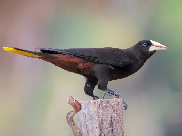 Crested Oropendola
