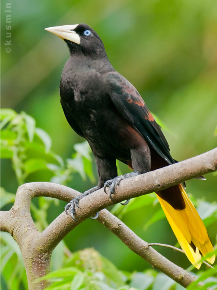 Icterus leucopteryx