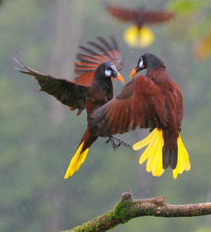 Crested Oropendola