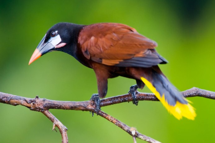 Myna Bird Size