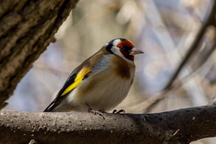 Carduelis caniceps седоголовый щегол
