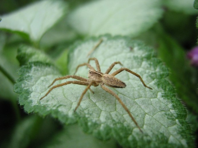 Araneus diadematus паук крестовик