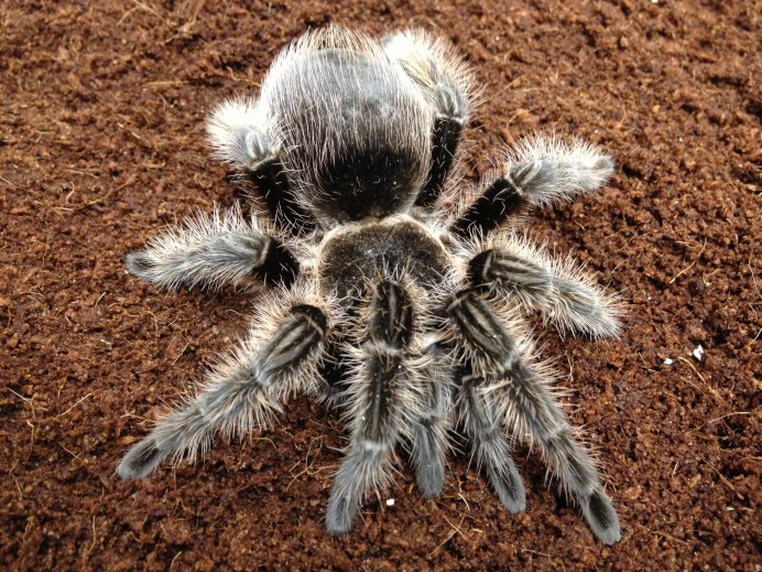 Техасский паук Argiope