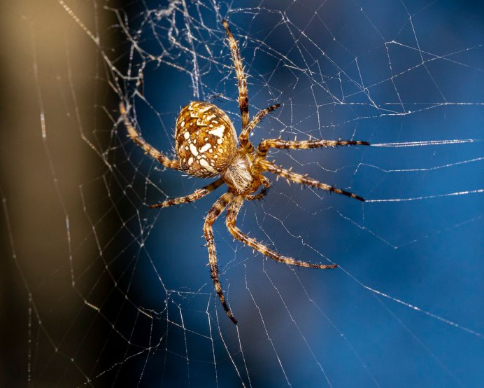 Argiope aurantia