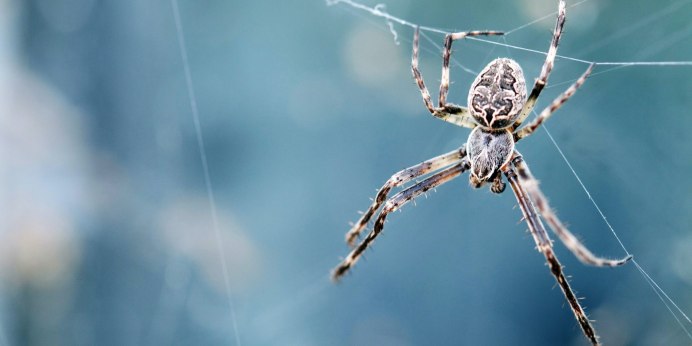 Araneus diadematus паук крестовик