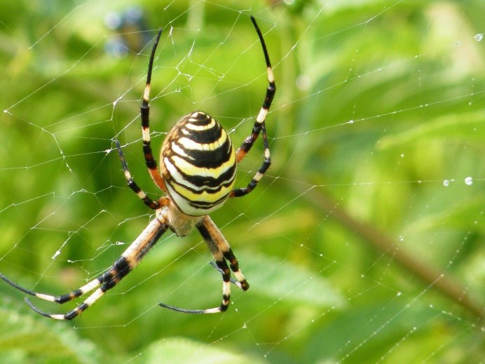 Обыкновенный крестовик - Araneus diadematus