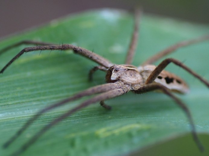 Araneus diadematus - крестовик