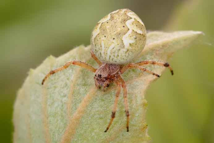 Argiope bruennichi juvenile