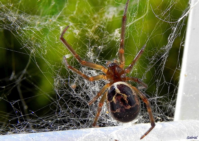 Cheiracanthium inclusum паук