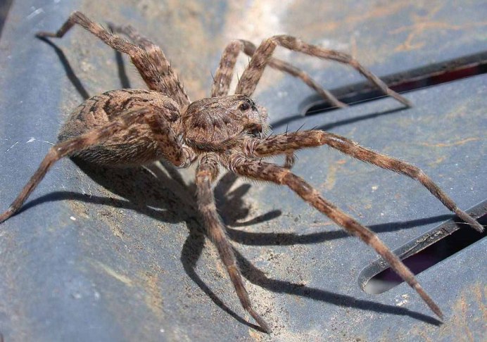 Argiope trifasciata (Banded Garden Spider) паук