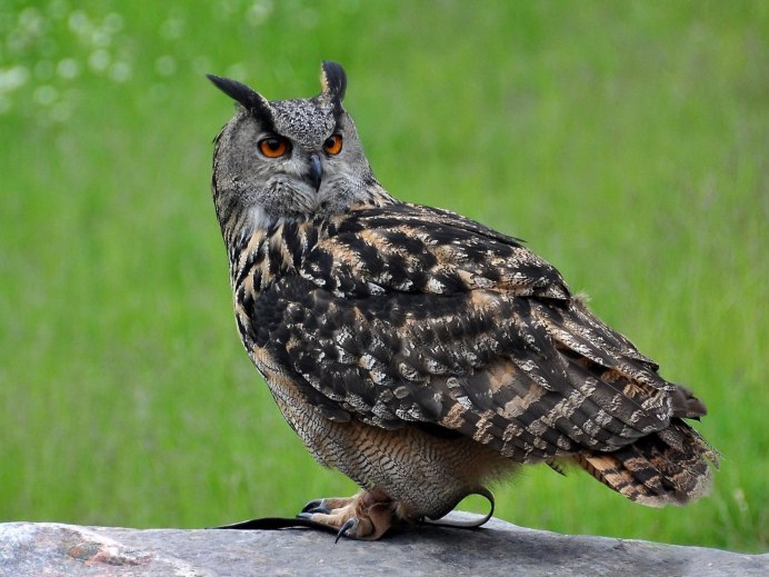 Европейский Филин (Bubo Bubo)