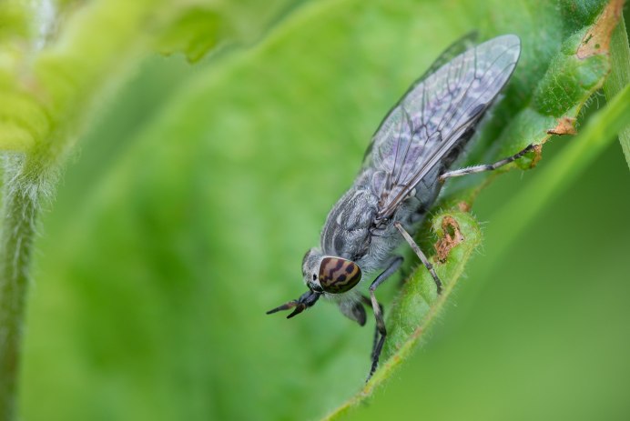 Дождевка обыкновенная Haematopota Pluvialis
