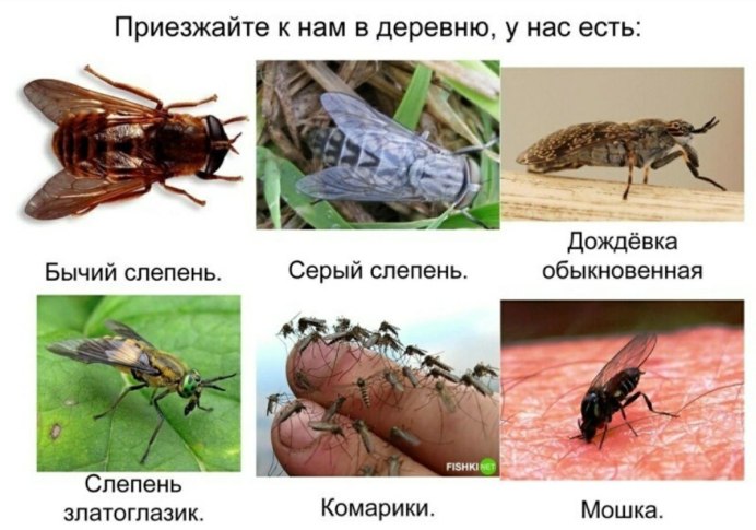 Самка слепня рода Haematopota