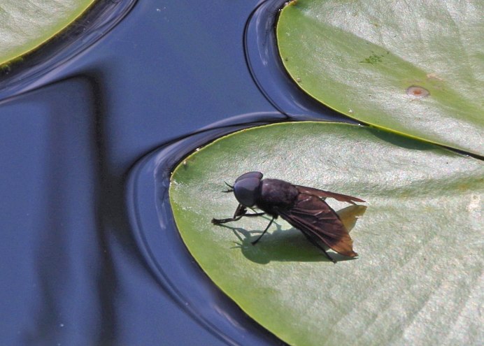 Слепень Tabanus