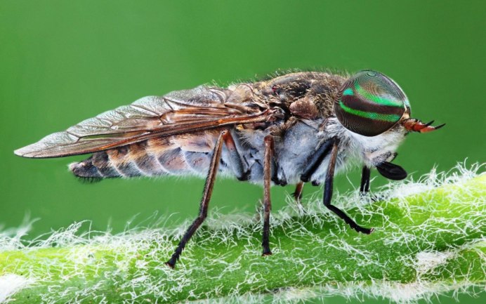 Hybomitra lapponica