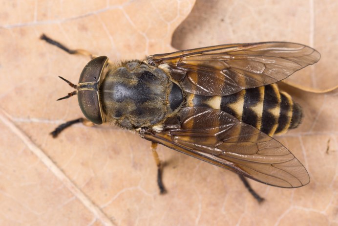 Musca domestica личинки много