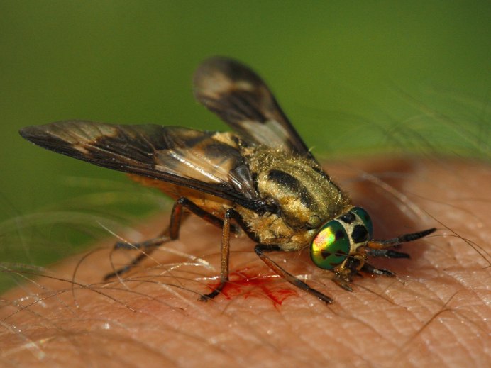 Семейство слепни (Tabanidae)