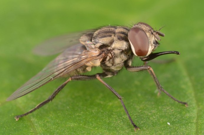 Yellow Fly