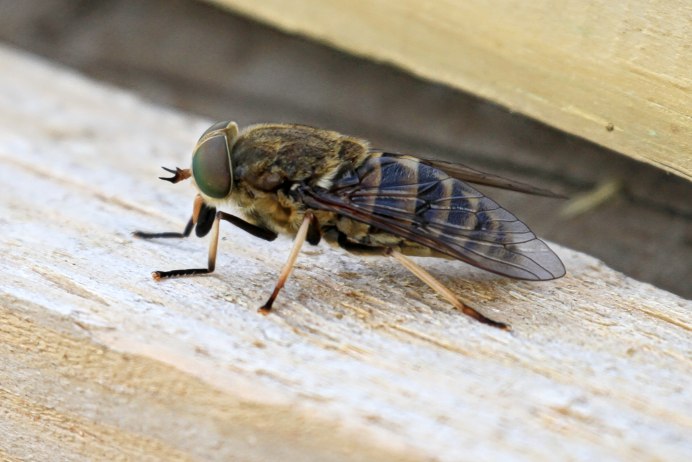 Слепни Haematopota