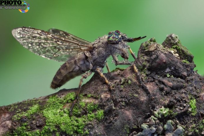 Tabanus sudeticus