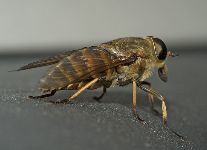 Chrysops caecutiens
