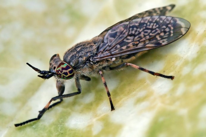 Слепни Haematopota
