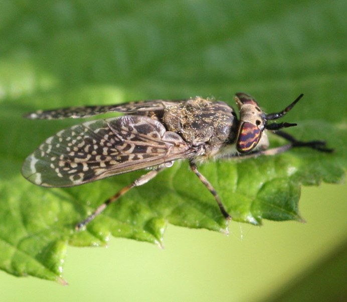 Дождевка обыкновенная Haematopota Pluvialis