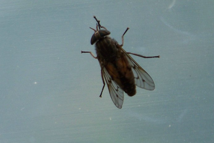 Слепни Haematopota